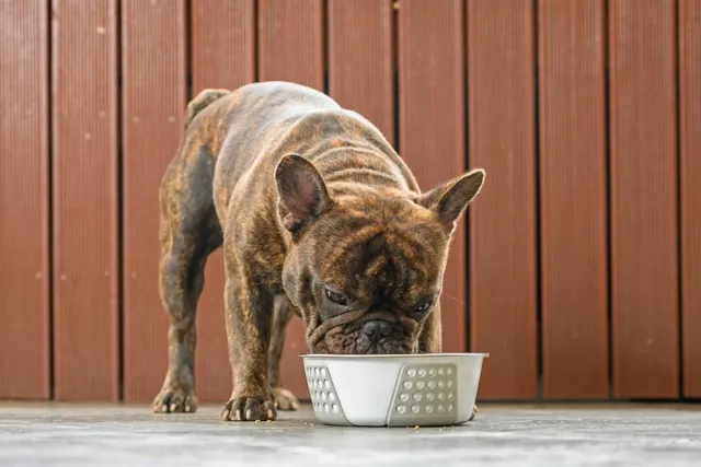 How Long Does It Take for a Dog to Digest Food? Vet-Approved Digestive System Basics