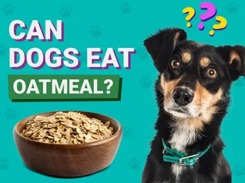 Can Dogs Eat Oatmeal? Vet-Approved Facts & FAQ