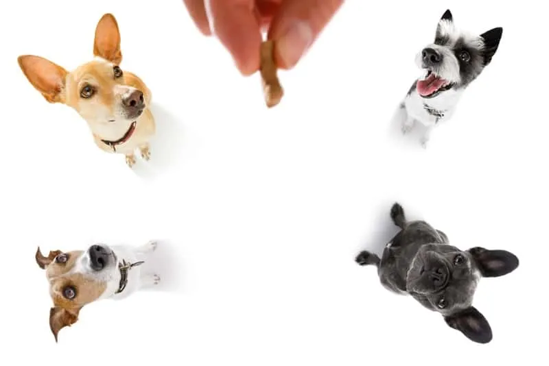 Some dogs waiting for a treat