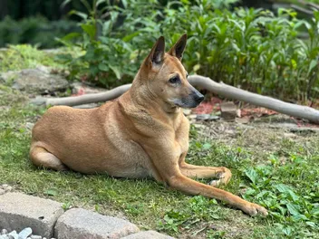 How Jelly Became a Velcro Dog in Her Old Age