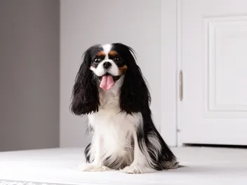 How Much Does It Cost to Own a Cavalier King Charles Spaniel? 2026 Price Guide
