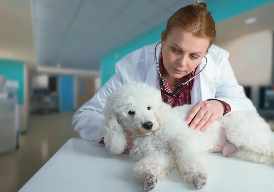 white poodle checked by vet,