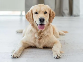 Why Does My Golden Retriever Pant So Much? Vet Approved Facts & Advice