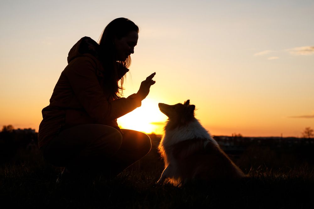 owner-training-the-dog-in-sunset