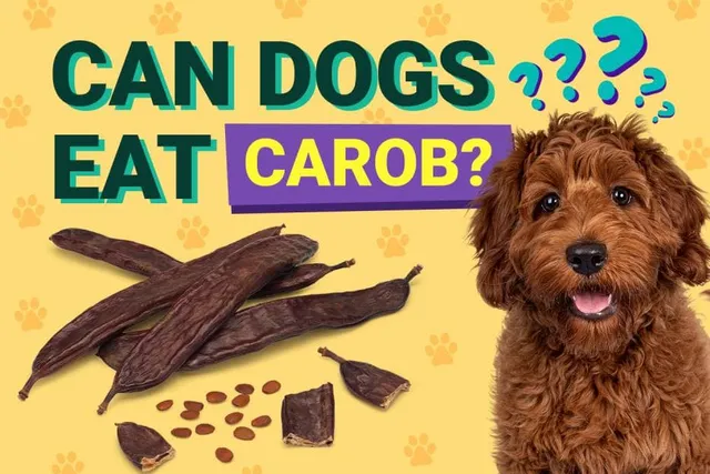 Can Dogs Eat Carob? Vet Reviewed Facts & FAQ