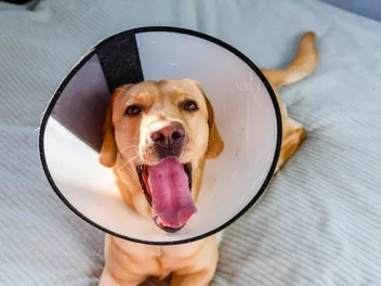 When to Spay or Neuter a Labrador? Vet-Approved Guide & Facts