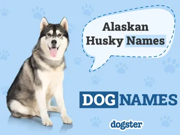 200+ Alaskan Husky Names: Male & Female Ideas