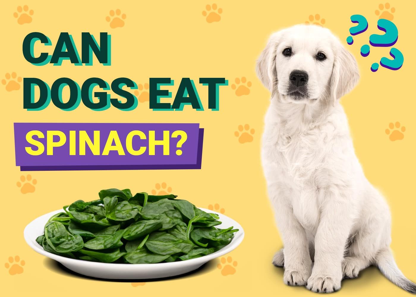 Can Dogs Eat Spinach