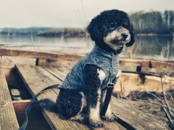 Phantom Goldendoodle: Info, Pictures, Origin & History