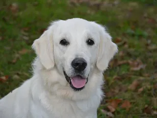 English Cream (White) Golden Retriever: Info, Pictures, History & More