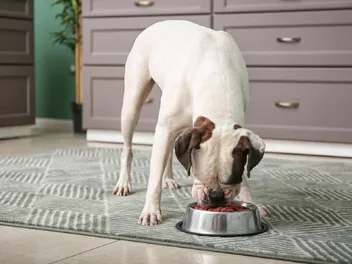 10 Best Legume-Free Dog Foods in 2026 - Reviews & Top Picks