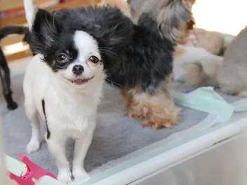 Chin-Wa (Japanese Chin & Chihuahua Mix): Info, Pictures, Care & More