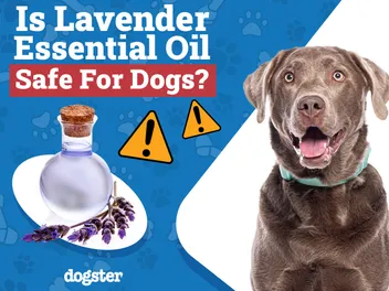 Is Lavender Essential Oil Safe for Dogs? Vet-Approved Facts & FAQ