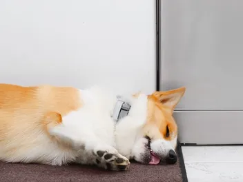 Do Corgis Sleep a Lot? 5 Reasons & Tips to Keep Them Active