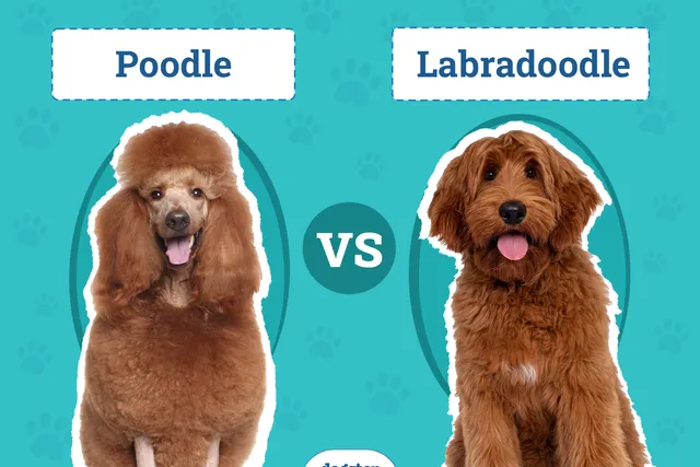 Poodle vs Labradoodle: The Differences (With Pictures)