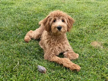 10 Best Puppy Foods for Goldendoodles in 2026 - Reviews & Top Picks