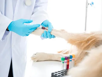 How Much Is Blood Work for a Dog? (2026 Update)