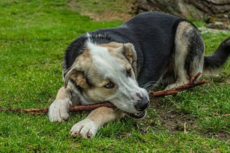 dog eat stick