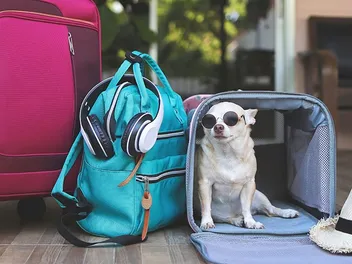 9 Best Dog Travel Bags In 2026: Reviews & Top Picks