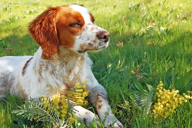 20 Worst Dogs Breeds for Seniors & Elderly (With Info & Pictures)