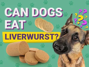 Can Dogs Eat Liverwurst? Vet-Verified Nutrition Facts & Risks