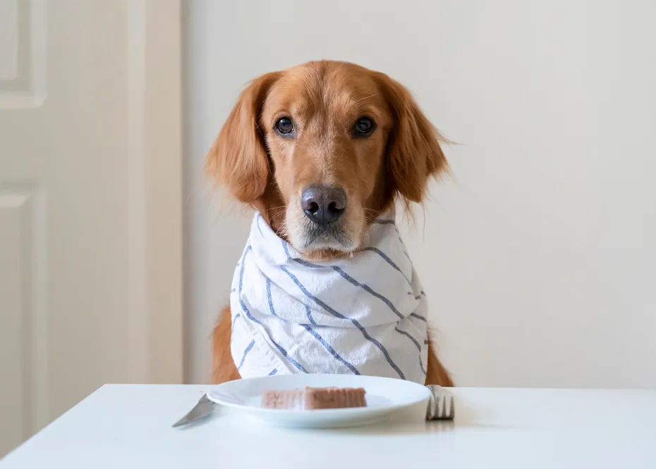 Golden Retriever prepares to eat at the table