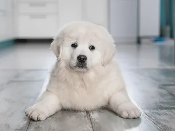 How Old Is a Puppy When Their Balls Drop? Our Vet Explains