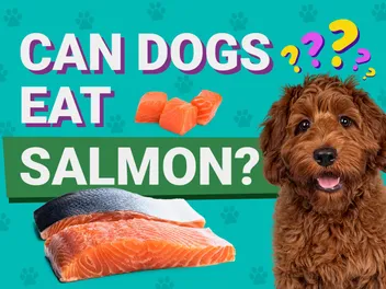 Can Dogs Eat Raw Salmon? Vet-Verified Nutrition Facts & Advice