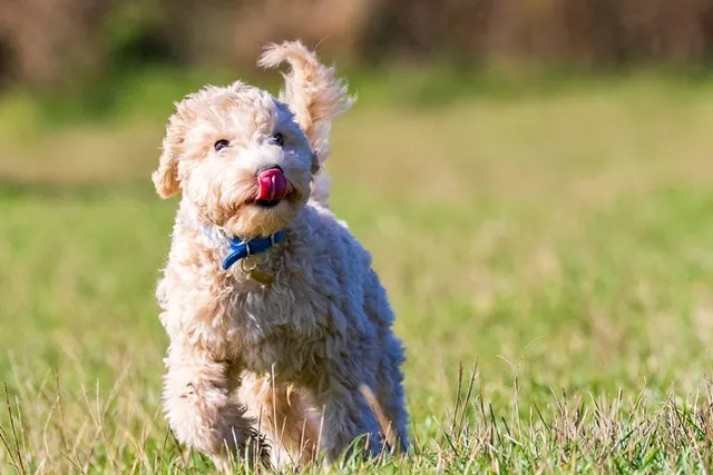 How Much Exercise Does a Puppy Need? Our Vet Answers