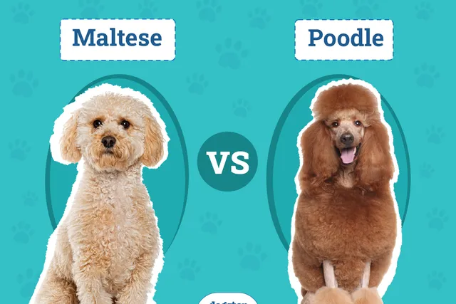 Maltese vs Poodle: The Differences (With Pictures)