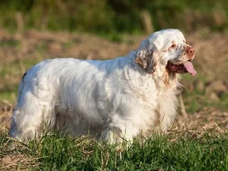 Clumber Spaniel Dog Breed: Info, Pictures, Facts & More