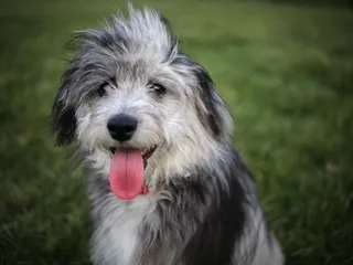 Miniature Aussiedoodle Dog Breed Guide: Info, Pictures, Care & More