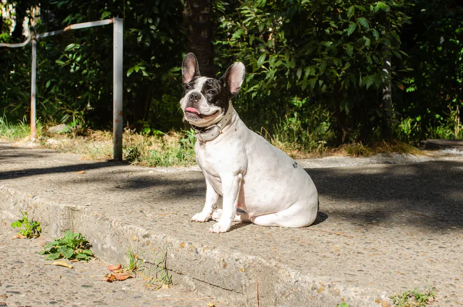Pregnant French Bulldog Dog