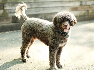 How Much Does a Portuguese Water Dog Cost? 2026 Price Guide