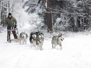 12 Top Sled Dog Breeds: An Overview (With Info & Pictures)