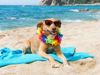 23 Summer Essentials for Dogs to Keep Your Pup Safe & Happy