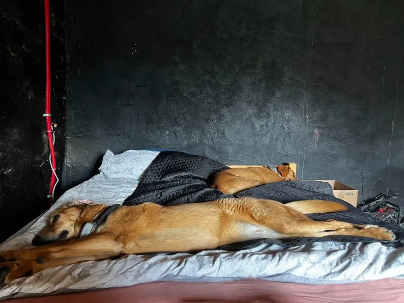Lava and Hela sleeping on the bed