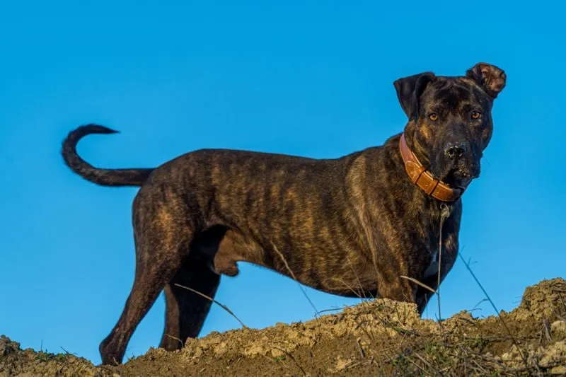 alano-espanol-spanish-bulldog-standing-on-the-hill