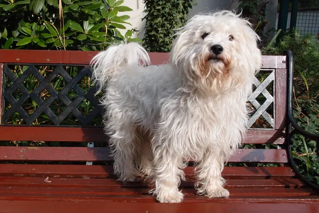 Westiepoo (West Highland White Terrier & Poodle Mix): Info, Pictures, Care & More
