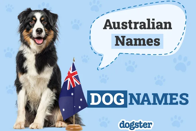 250+ Australian Dog Names: Popular Options From Down Under