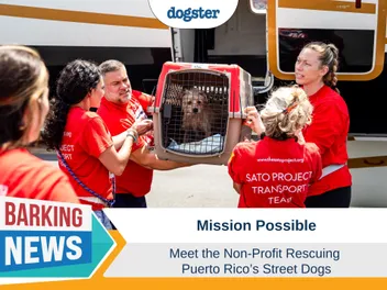 Mission Possible: Meet the Nonprofit Rescuing Puerto Rico’s Stray Dogs