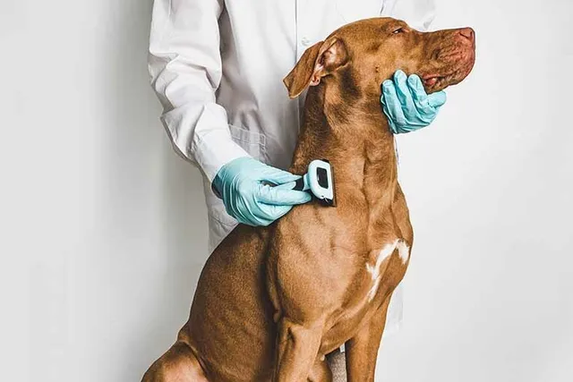 Do Vizslas Shed a Lot? Factors, Patterns & Coat Guide