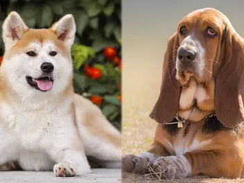 Akita Basset: Breed Info, Pictures, Care Guide & More