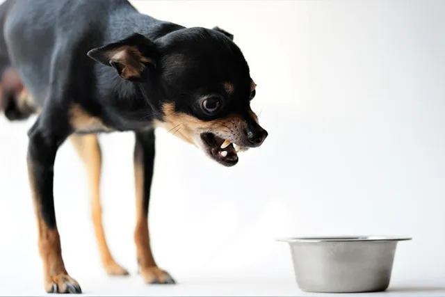 Why Does My Dog Bark at His Food? 10 Vet-Approved Reasons & What to Do