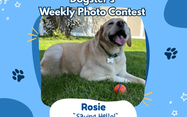 Dogster’s Weekly Photo Contest Winners: Saying ‘Hello!’ (September 28, 2026)