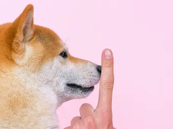 How to Train a Shiba Inu: 12 Vet-Approved Tips