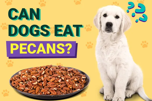 Can Dogs Eat Pecans? Vet-Reviewed Facts & Safety Guide