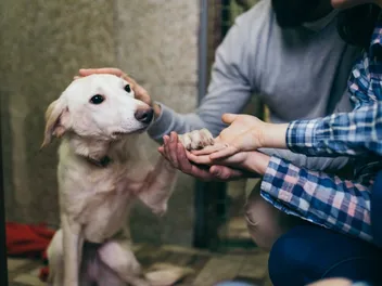 Adopt a Dog Month 2026: When Is It & How to Celebrate