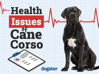 Cane Corso Health Issues to Watch For: 7 Common Vet-Reviewed Concerns