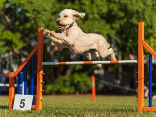 AKC Agility Invitational: What It Is & How to Compete
